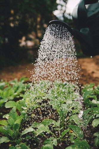 Electrolux environmentally conscious tips planting and watering home vegetables