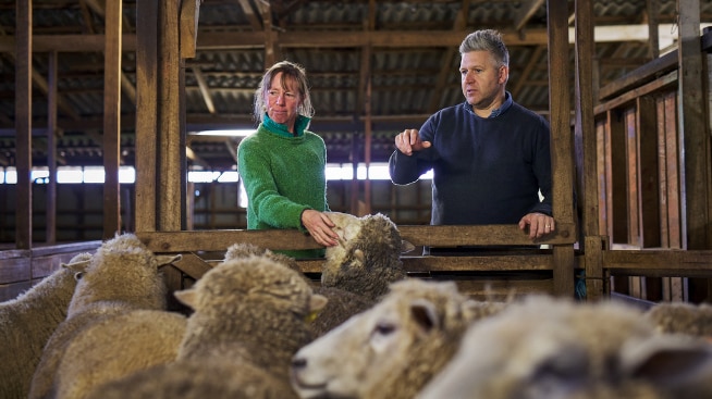 Tasmanian sheeps