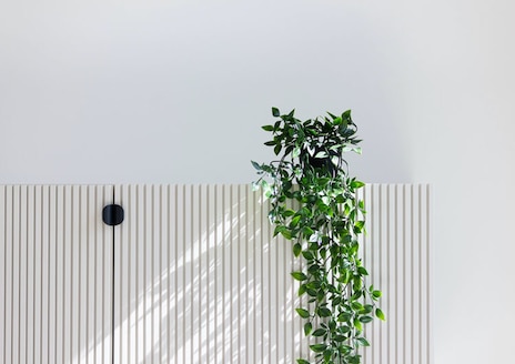 indoor plant to add freshness in indoor climate